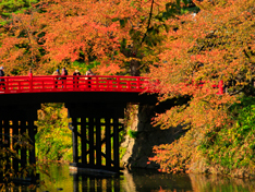 弘前城菊花和紅葉節
